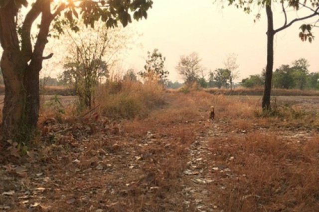 ขายที่ดินวารินชำราบ 12 ไร่ 81 ตร.ว.ใกล้ ม.อุบลราชธานี 