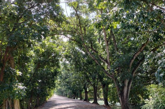 ขายที่ดินติดถนนลำลูกกาคลอง 13