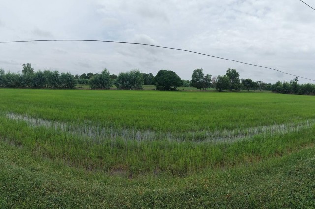ขายด่วน ราคาถูกมาก ที่นา 33 ไร่ บ้านส้มโฮง ตำบลหินกอง