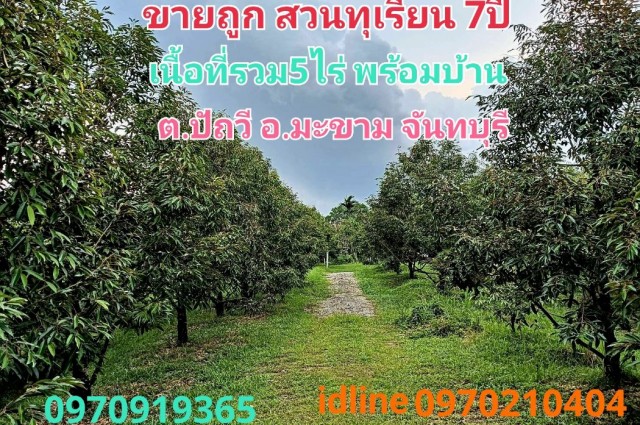 ขาย ที่ดิน สวนทุเรียน จันทบุรี 4 ไร่ 2 งาน 35 ตร.วา ให้ผลผลิตแล้ว พร้อมบ้าน-สิ่งปลูกสร้าง