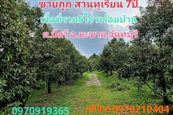 ขาย ที่ดิน สวนทุเรียน จันทบุรี 4 ไร่ 2 งาน 35 ตร.วา ให้ผลผลิตแล้ว พร้อมบ้าน-สิ่งปลูกสร้าง