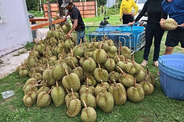 ขาย ที่ดิน สวนทุเรียน จันทบุรี 4 ไร่ 2 งาน 35 ตร.วา ให้ผลผลิตแล้ว พร้อมบ้าน-สิ่งปลูกสร้าง